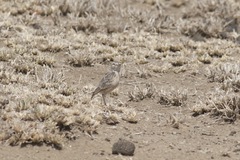 Chersomanes albofasciata beesleyi