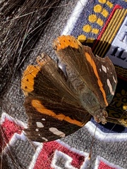 Vanessa atalanta