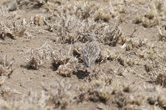 Chersomanes albofasciata beesleyi