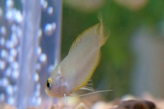 Trichogaster chuna