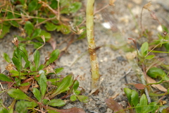 Orthoceras strictum