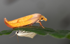 Wingia aurata