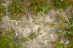 Orthoceras strictum