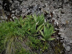 Agave salmiana crassispina