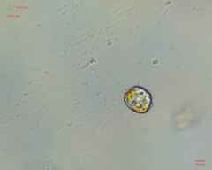 Miozoa