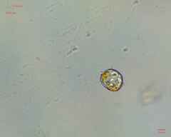 Miozoa