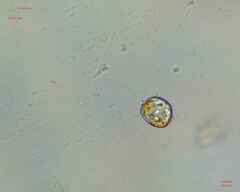 Miozoa