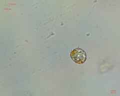 Miozoa
