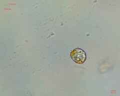 Miozoa