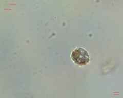 Miozoa