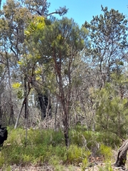 Allocasuarina fraseriana