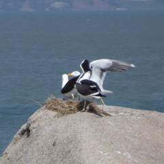 Larus dominicanus