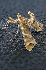 Leucinodes cordalis
