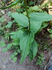 Digitalis lutea
