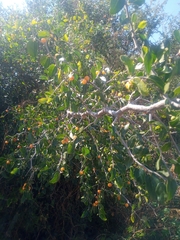 Celtis pallida