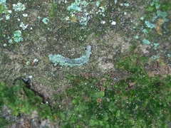 Acontiinae