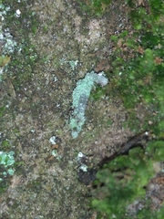Acontiinae