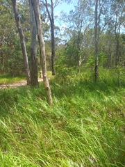 Malurus melanocephalus