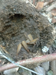 Tenuirostritermes