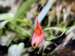 Masdevallia veitchiana