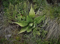 Agave salmiana crassispina