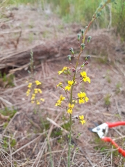 Stylidium luteum