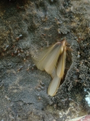 Tenuirostritermes