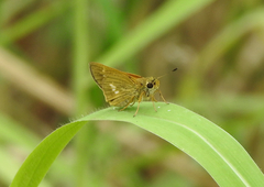Parnara amalia