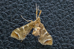 Leucinodes cordalis