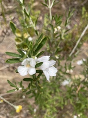 Prostanthera behriana