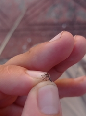 Aedes taeniorhynchus