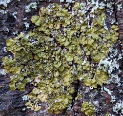 Melanelixia subaurifera