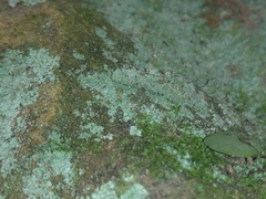 Acontiinae