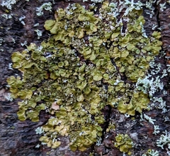 Melanelixia subaurifera