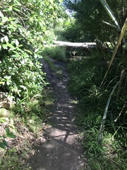 Rhipidura fuliginosa placabilis