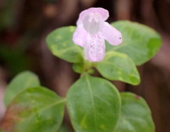 Clinopodium dentatum