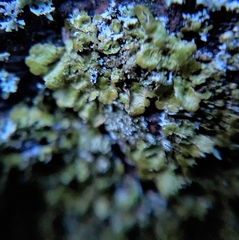 Melanelixia subaurifera