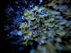 Melanelixia subaurifera