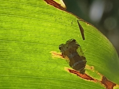 Lophopidae