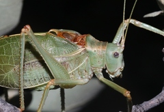 Paracyrtophyllus excelsus