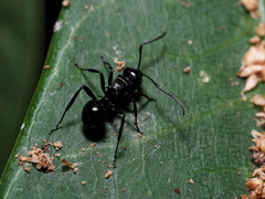 Polyrhachis clio
