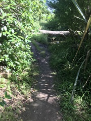 Rhipidura fuliginosa placabilis