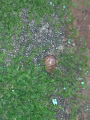 Glomeridae