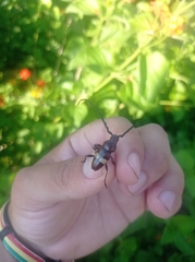 Lissonotus flavocinctus