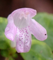 Clinopodium dentatum