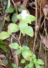 Clinopodium dentatum