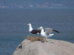 Larus dominicanus
