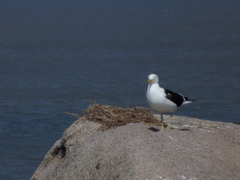 Larus dominicanus