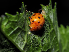 Henosepilachna sumbana