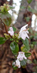 Clinopodium carolinianum